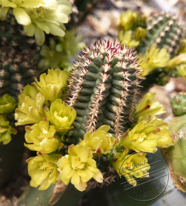 多肉  仙人球 短豪刺达氏青花虾2020年5月7日采收