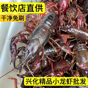 江苏兴化鲜活小龙虾商用活虾30斤50斤60斤中红大青中青大红虾餐馆