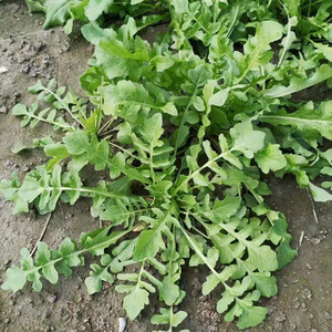 苏北农家蔬菜新鲜现挖荠荠菜地菜野生荠菜野菜馄饨饺子春卷包子馅
