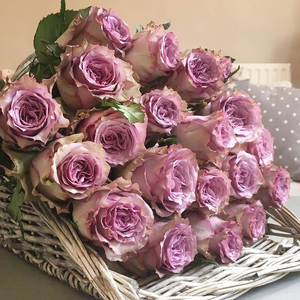 000人付款淘宝紫色玫瑰冷美人多洛塔海洋之歌紫霞仙子碧海粉芭蕾海洋