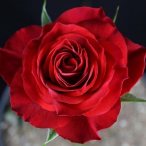 火热欢腾/灼热欢腾红色月季荷兰阳台系列微月扦插苗