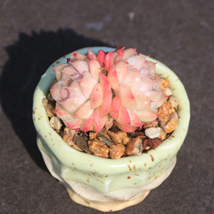 桃熏女王 粉嫩长睫毛 多头群生 多肉植物一物一拍 实拍无p昆明初