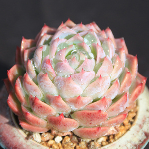 孤星 状态好 周正实拍无p 办公室盆栽 多肉植物一物一拍 昆明初锦