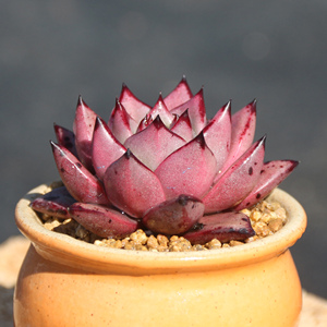 血罗/血色罗密欧 云南直发 办公室盆栽多肉植物一物一拍 初锦园艺