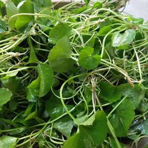 积雪草广西新鲜雷公根崩大碗马蹄草灯盏菜 凉茶饮品凉拌 特菜