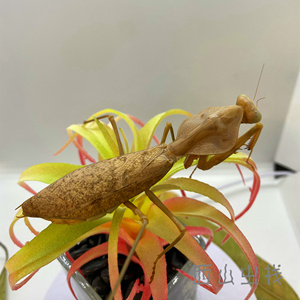 马来西亚克氏菱背螳螂克盾螳螂另类宠物科普实验儿童礼物爬宠马盾