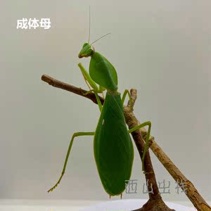 tb092162786淘宝广西盾螳 中型种类 宠物活体昆虫 科普礼物10人付款