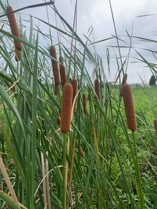 800人付款淘宝挺水植物香蒲苗 水烛 蒲草 菖蒲 蒲黄棒池塘湿地公园水