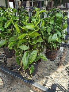 玥金百货店淘宝香草豆荚墨西哥种香荚兰盆栽盆景种苗插杆苗单株约50