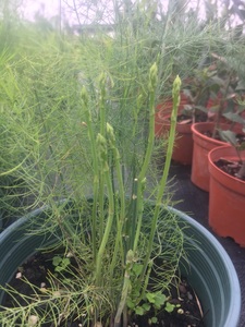 [浣花草堂]芦笋盆栽/小苗