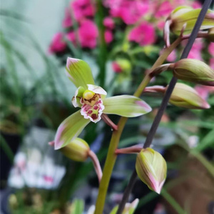 名贵兰花惠兰白边草蕙兰白太极室内办公窗台阳台盆栽绿植四季花卉