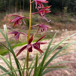 蕙兰紫气东来名贵兰花苗带花苞浓香室内办公阳台庭院绿植盆栽花卉