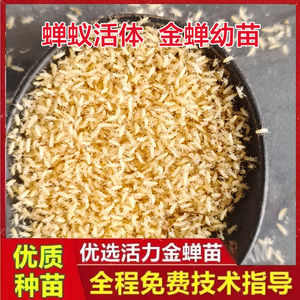 金蝉幼苗 金蝉子金蝉苗种子金蝉卵金蝉幼虫养殖金蝉蝉蚁 知了猴卵