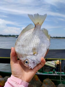 湛江海捕新鲜活海鲜冷冻水产深海垫盘鲳鱼平鱼鳊鱼扁鱼鸭仔鲳鱼