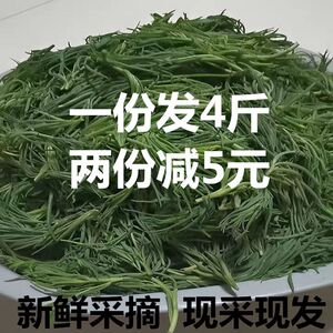 野菜新鲜盐蒿菜黄须菜黄西菜海蓬菜皇西菜盐碱地黄芪菜黄茎碱蓬菜