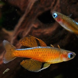 88g826658396淘宝阿鲁型橘色珍珠燕子鱼霓虹蓝