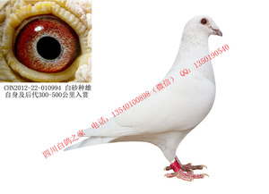 乔司托内系-300-500公里-大赛归巢优秀种赛鸽-纯白赛鸽-雄鸽1只