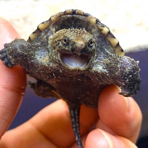 乌龟佛罗里达原种纯佛鳄龟活物爆刺杂佛小鳄龟宠物鳄鱼龟观赏龟