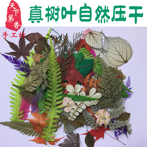 天然植物标本 真树叶集合 手工贴画儿童diy 树叶画材料包创意早教