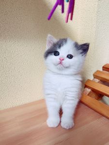 cutehousecfa苏格兰折耳立耳英短浅三色净梵mm宠物活体猫咪已定