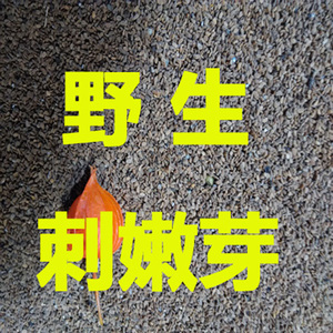 山野菜蔬菜刺嫩芽刺龙芽刺老芽东北特产野生种子500克出芽率高