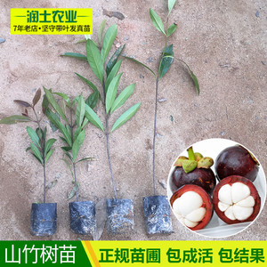 山竹南北方种植