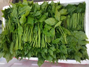东北特产刺五加野菜新鲜刺果棒刺拐棒蘸酱菜凉拌菜250g四份顺丰邮
