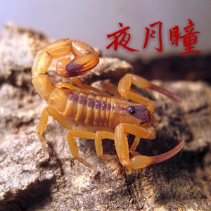 包邮 巴西金幽灵蝎 单性繁殖 人工繁殖 可群养新手宠物蝎 送套餐
