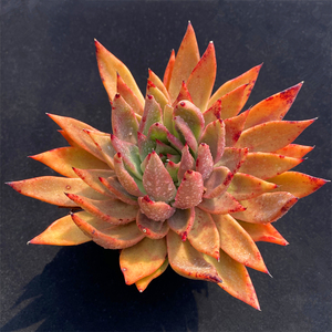 多肉植物圣骑士老桩多头群生东云系新品组合景天一物一拍贵货包邮