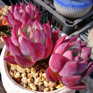 多肉植物布兰迪群生老桩多头东云系组合一物一拍精品直播贵货包邮