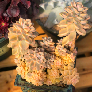 多肉老桩一拍一物