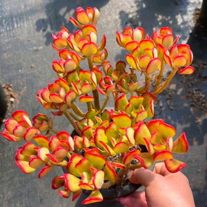 多肉植物达摩宝珠老桩超大群生悬崖一物一拍韩国精品直播组合包邮