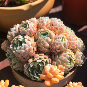 多肉植物奶油冰淇淋贝瑞捧花无砍大群老桩组合一物一拍精品包邮