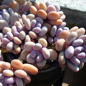 多肉植物桃美人老桩悬崖整群桃奶系一物一拍韩国精品直播贵货包邮