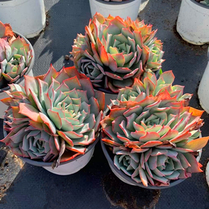 多肉植物龙赞尼整群多头捧花精品景天组合一物一拍直播贵货包邮