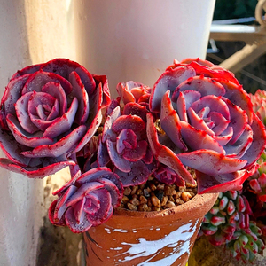 多肉植物蓝粉红粉台阁老桩群生一物一拍韩国精品直播稀有贵货包邮