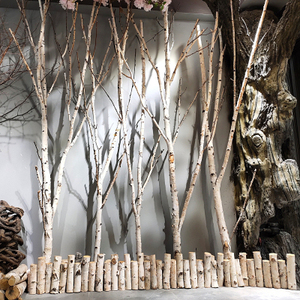 白桦树装饰墙