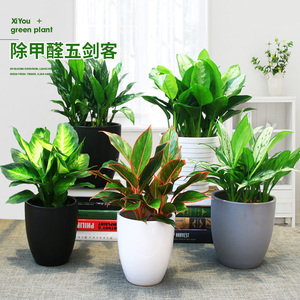 吸甲醛盆栽阴生好养植物系列黄金万年青银皇后万年红彩叶植物图片