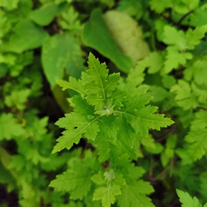 包邮贵州兴义满娘农庄新鲜野菜麻蒿菜老品种蒿味较重现采