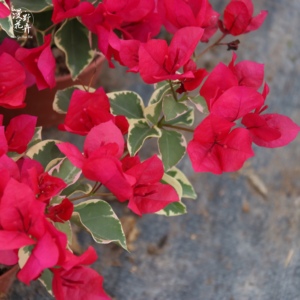 漫野花卉|三角梅 花叶红金边大红扦插苗 新苗 带盆发货