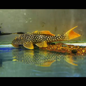 异型鱼黄金达摩