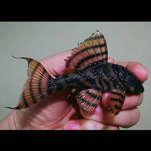 99同款货源傻胖子拖泥带水淘宝l397 阿联卡红老虎异形鱼0人付款