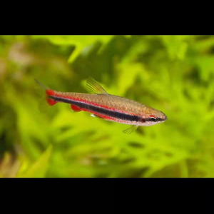 红肚铅笔鱼红背火焰紫艳绿线灯鱼淡水群游热带观赏鱼好养耐活