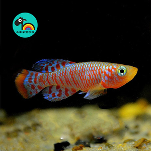 【包损】漂亮宝贝火麒麟鳉鱼火焰变色龙鱼淡水喂食观赏鱼群游混养