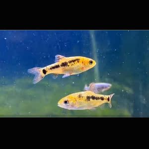 金条灯鱼群游可混养