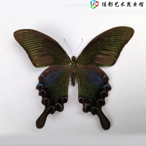 碧凤蝶 achillidesbianor cramer 蝴蝶标本 乌鸦凤蝶 波绿翠凤蝶