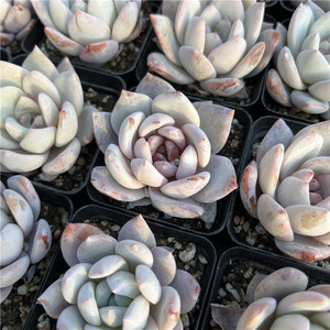 多肉糖心雪天使