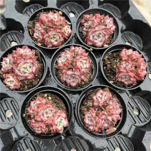 沙罗姬牡丹 多肉植物 5厘米盆群 红底黑边暗纹 满30包邮 不仅布蔓
