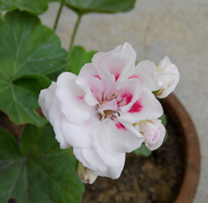 天竺葵香港小姐