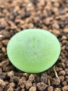 多肉植物肉锥属空卡佛二年尺寸1公分